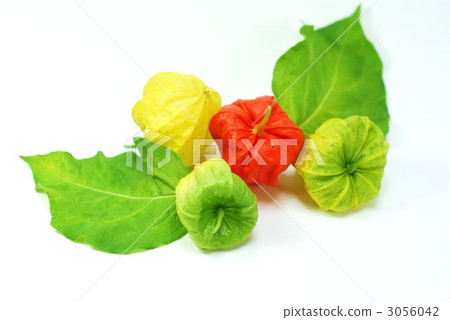夏季麵條水果和葉子橫向位置 夏季麵條水果和葉子橫向位置 3056042