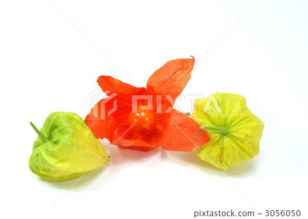 The actual lateral position of the summer noodle lights The actual lateral position of the summer noodle lights 3056050