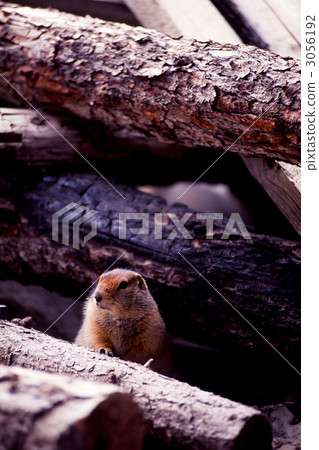 The polar beads emerged from the gaps of the abandoned houses 3056192