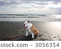 鬥牛犬和大海 3056354