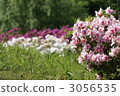 azalea, azaleas 3056535