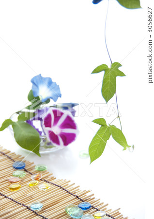 牽牛花和Ojiki 3056627