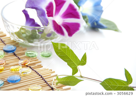 牽牛花和Ojiki 牽牛花和Ojiki 3056629
