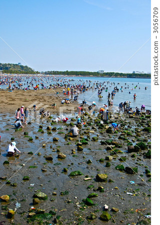 海邊狩獵（沖繩公園/金澤區，神奈川縣橫濱市） 3056709
