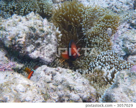 tropical fish, saltwater fish, fish 3057029