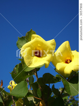 Hamabou Hamabou 3057908