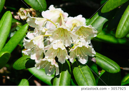 Hakusan rhododendron Hakusan rhododendron 3057925