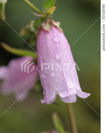 花竹花 3058096