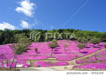 21435 Hokkaido Takigami Park, mosaic cherry tree 3058200