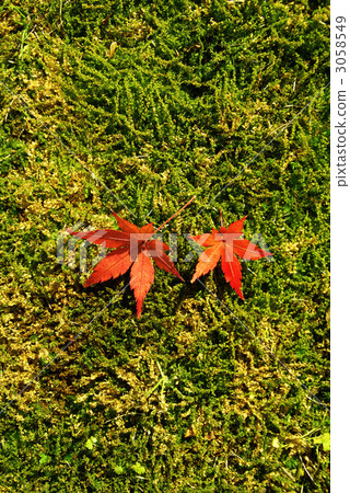 Pair of maple Pair of maple 3058549