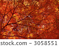 紅色的樹 3058551