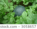 watermelon   3058657