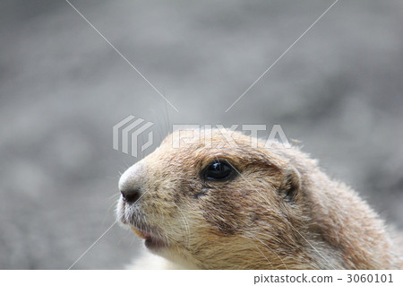 Prairie dog face up 3060101