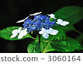  Gaku hydrangea 3060164
