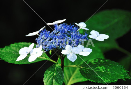 繡球花 繡球花 3060164