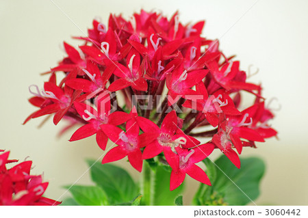 五星花 埃及繁星花 花朵 3060442