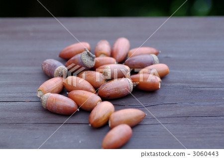 橡子（Daikuri） 3060443