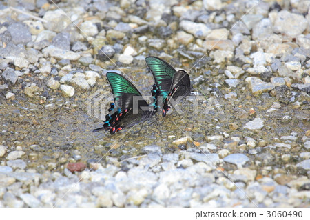 chinese peacock, swallowtail, swallowtail butterfly 3060490