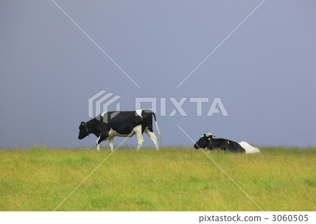 cow, cattle, cows 3060505