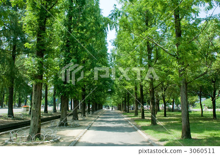 Summer tree-lined avenue 3060511