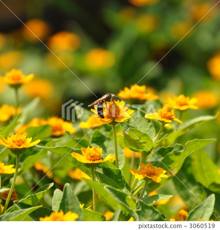 Flowers and bee 3060519