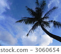 棕櫚樹 中日 白天 3060654