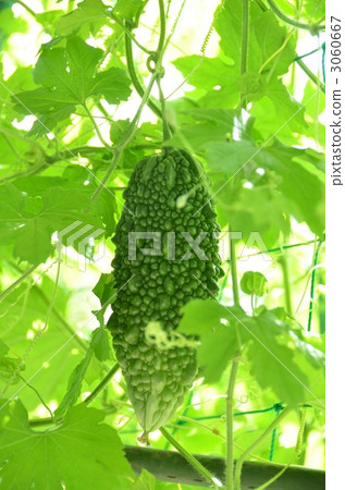 Bitter gourd 3060667