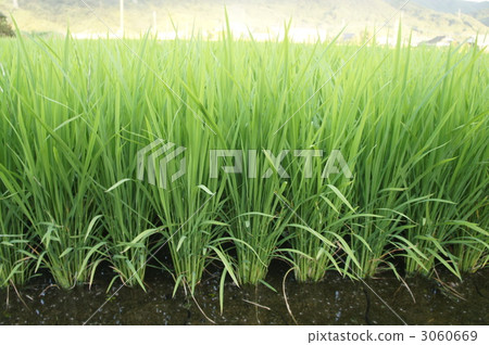 rural scene, rural landscape 3060669