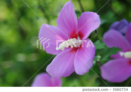 玫瑰沙龍 3060734