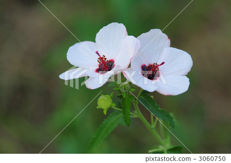 Yanone Bonnetka Yanone Bonnetka 3060750