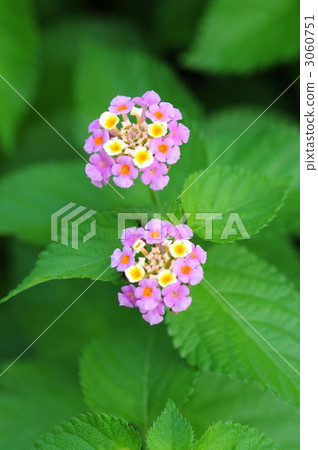 馬纓丹 馬纓丹 3060751