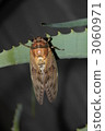 Brown cicada 3060971