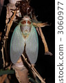 Abrasse emergence 3060977
