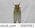 Abrasse emergence 3060981