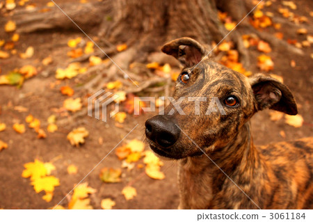 Autumn leaves and greyhound Autumn leaves and greyhound 3061184