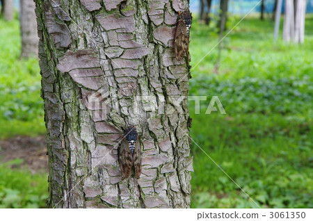 Cicada Abra Zemi Cicada Abra Zemi 3061350