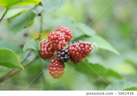 樹莓 3061436
