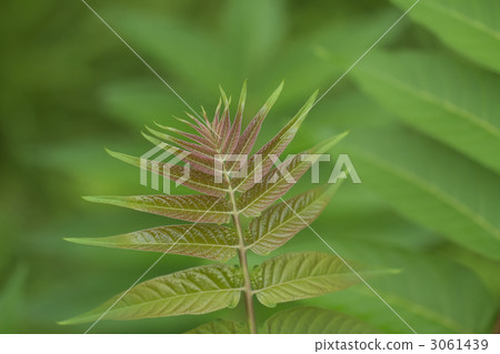 Karasanzan秀 Karasanzan秀 3061439