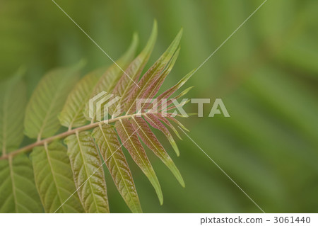 Karasanzan秀 3061440