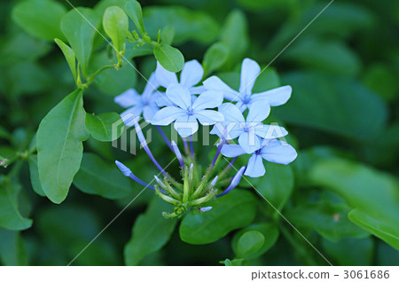 Ruri Matsuri Ruri Matsuri 3061686