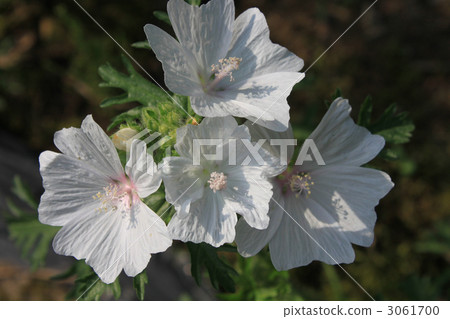 植物 植物學 植物的 3061700