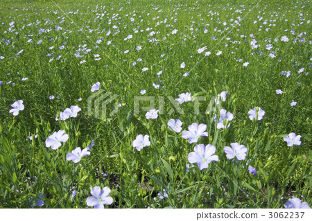 Flax field Flax field 3062237
