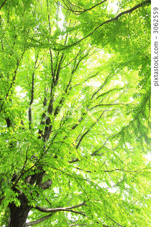 新鮮的綠樹 3062559