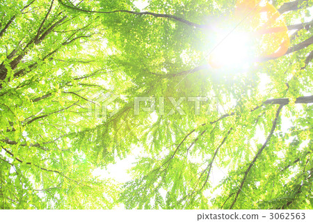 Fresh green trees Fresh green trees 3062563