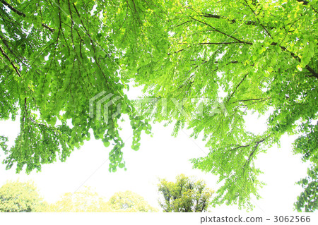 Fresh green trees Fresh green trees 3062566