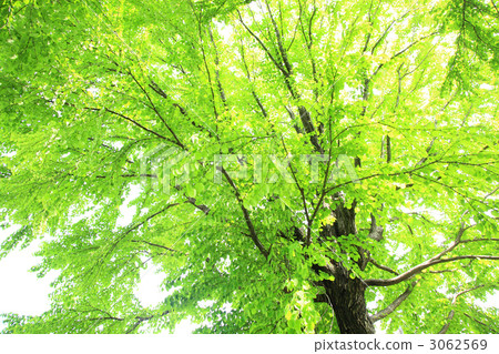 Fresh green trees Fresh green trees 3062569