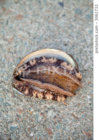Abalone Abalone 3062733