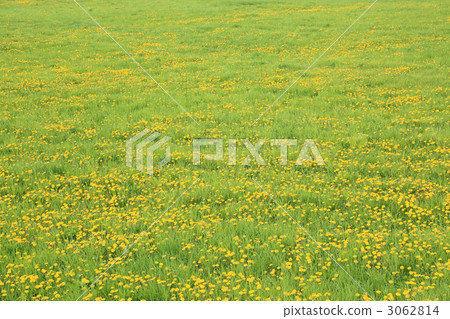 Dandelion prairie 3062814