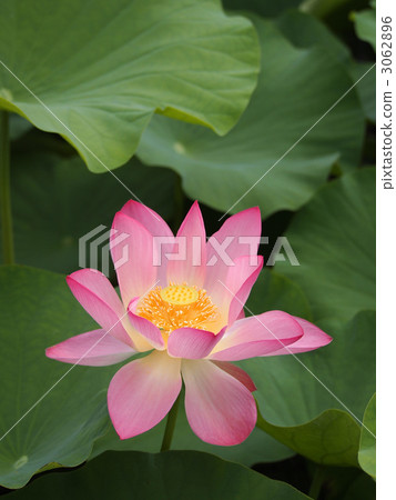 Lotus flower Lotus flower 3062896