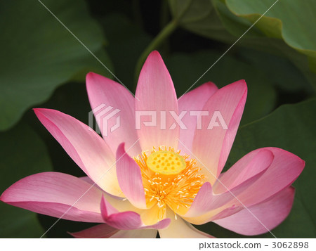 Lotus flower Lotus flower 3062898